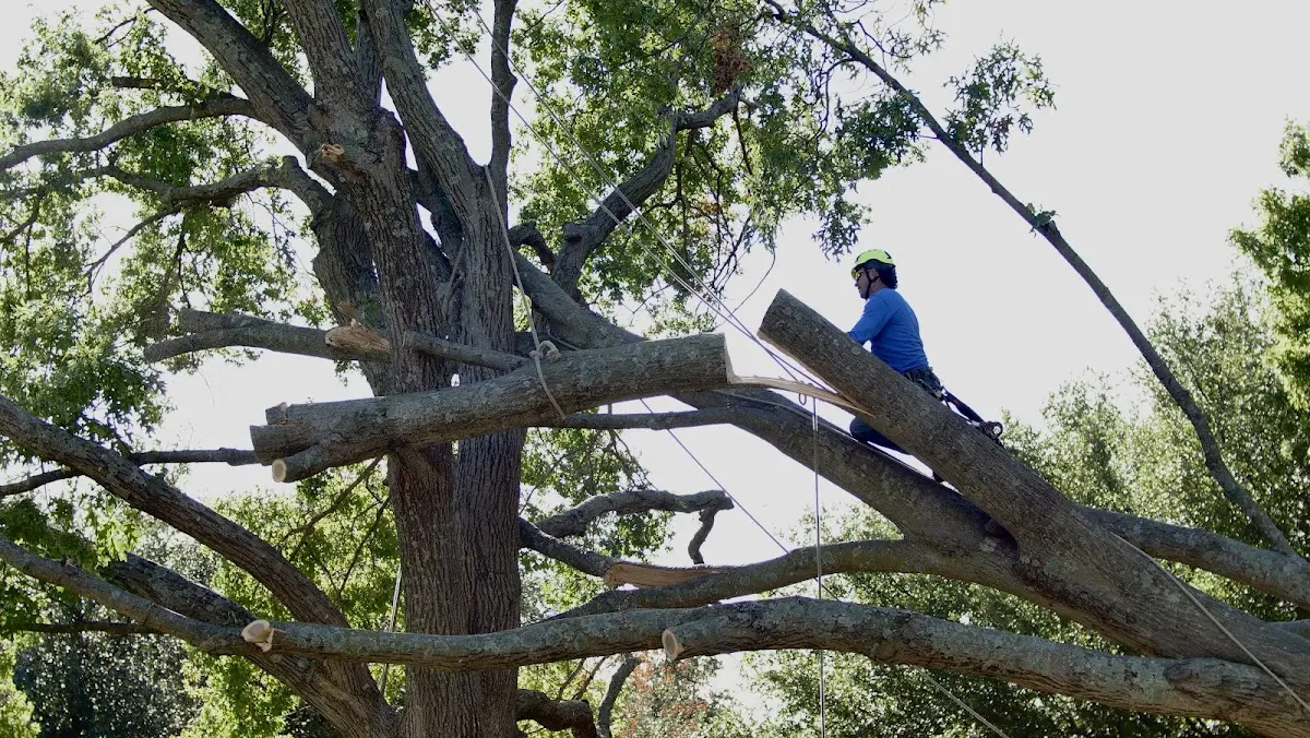 Professional Crown Thinning performed by certified arborists in Oglesby